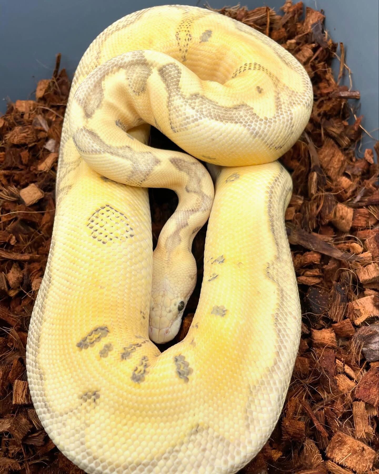 Vick - Banana Enchi Ball Python Exotic available for adoption