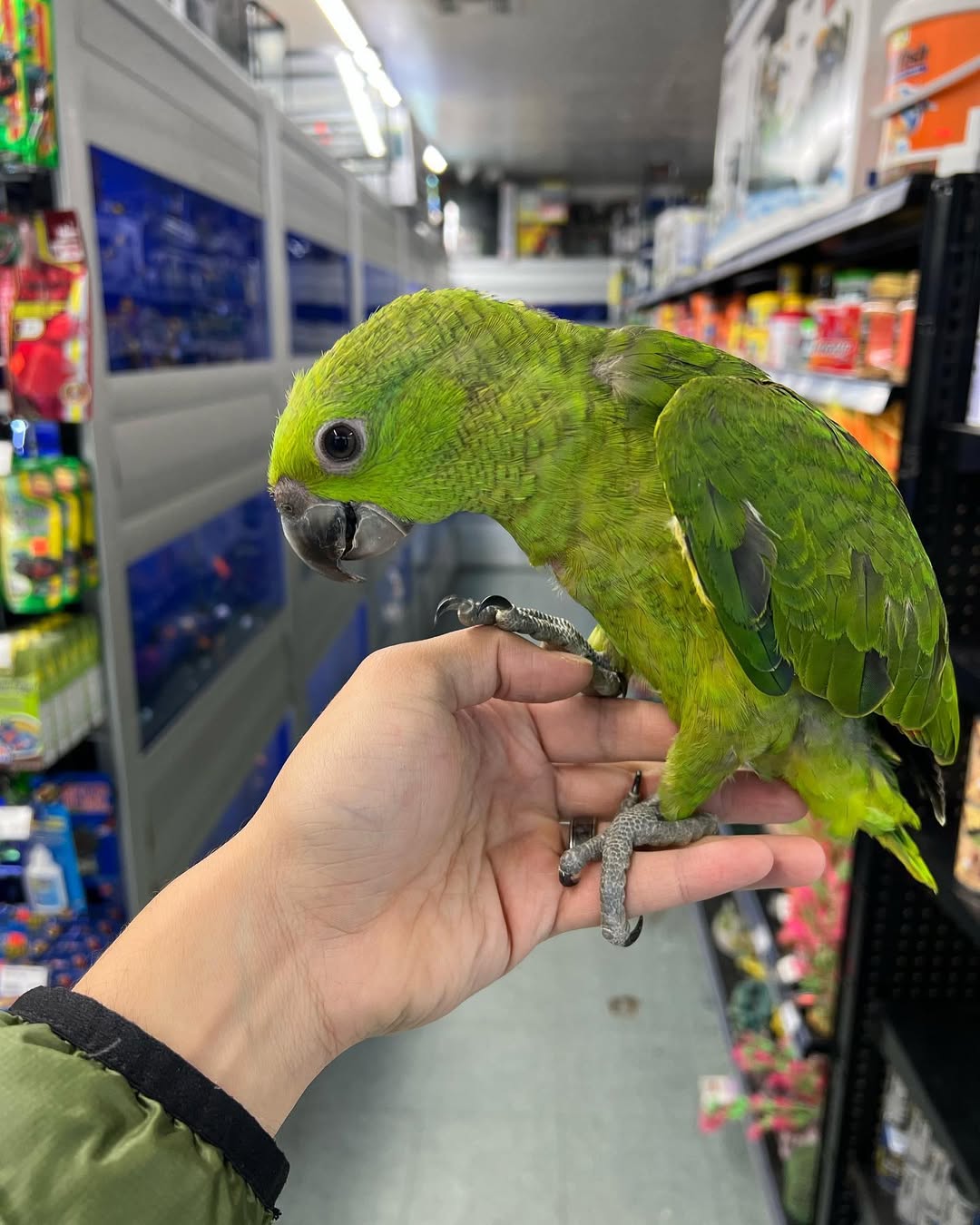 Mario - Mealy Amazons Bird available for adoption