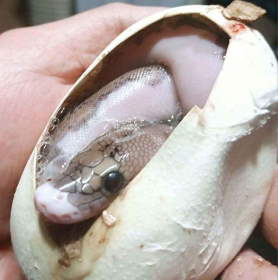 Mimi - Hatchling Reticulated Python Exotic available for adoption