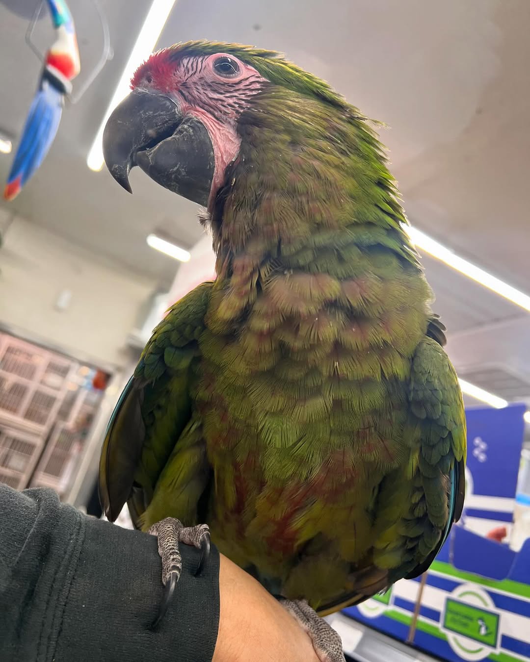 Willis - Hand- raised Juvenile Military Macaw Bird available for adoption