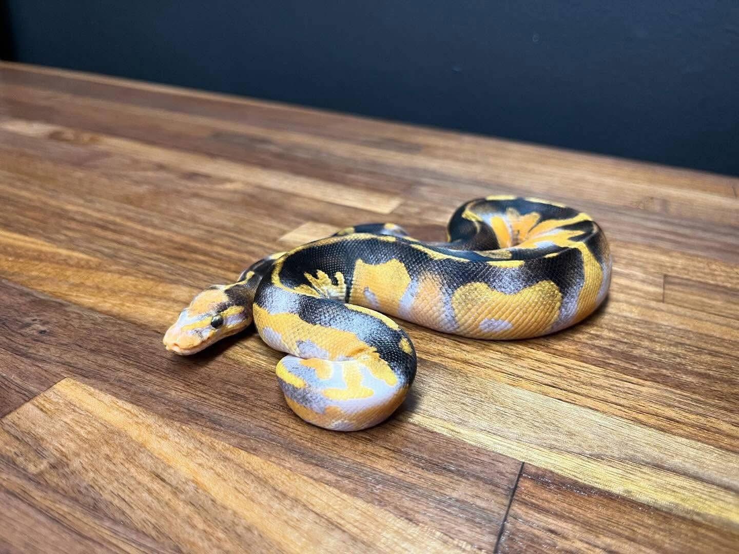 Niko - High- Experience piebald ball Python Exotic available for adoption