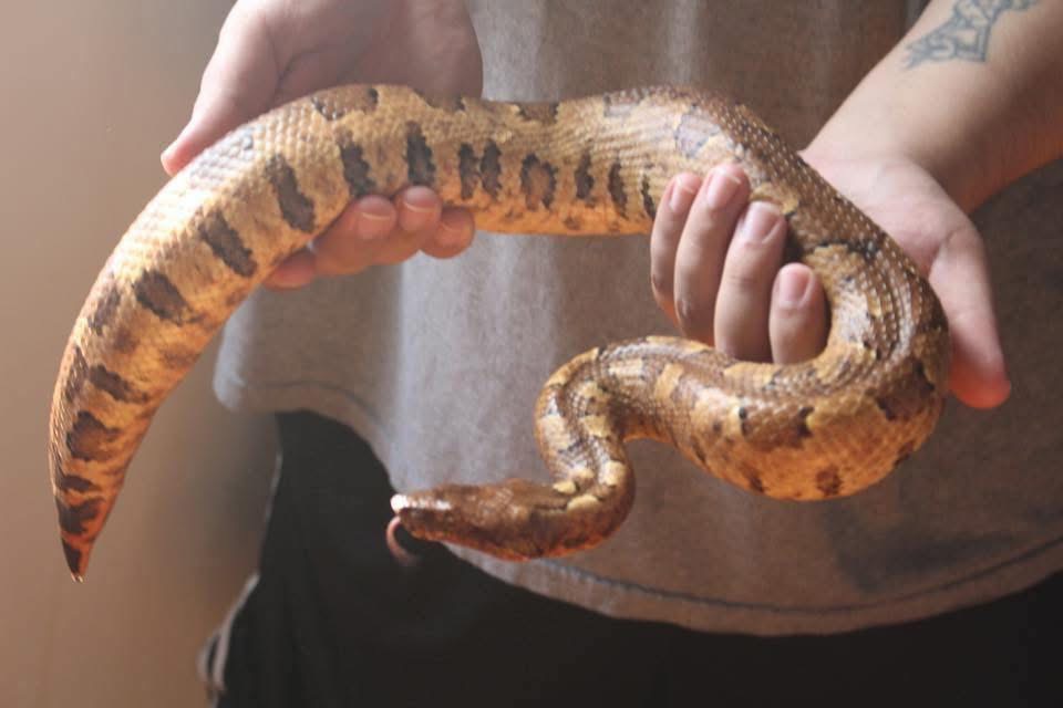 Micheal - Brongersma's Short-Tailed Python Exotic available for adoption
