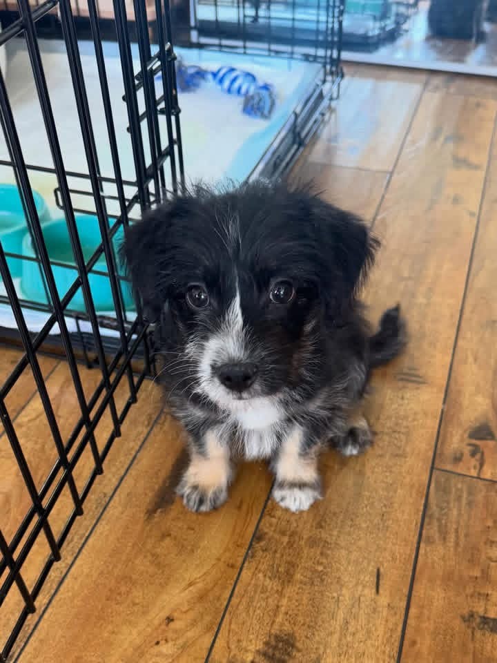 Rocky - primary photo