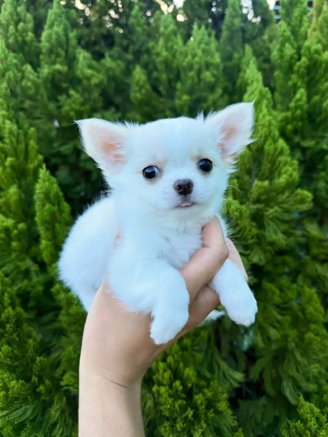 Bella - primary photo