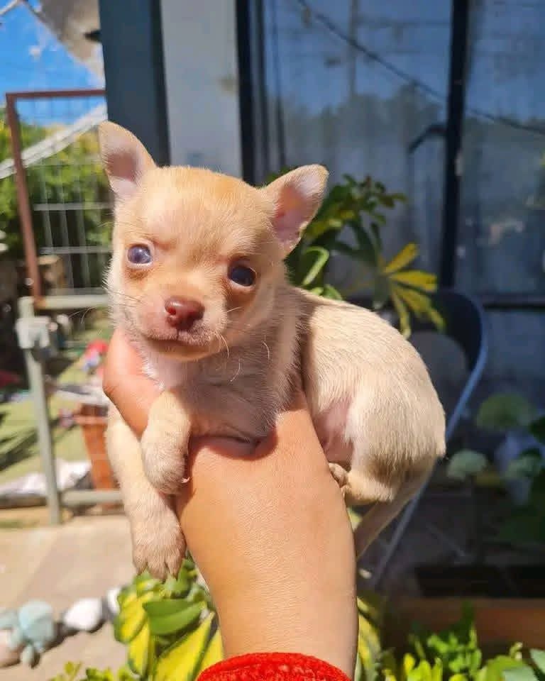 Chichi - primary photo