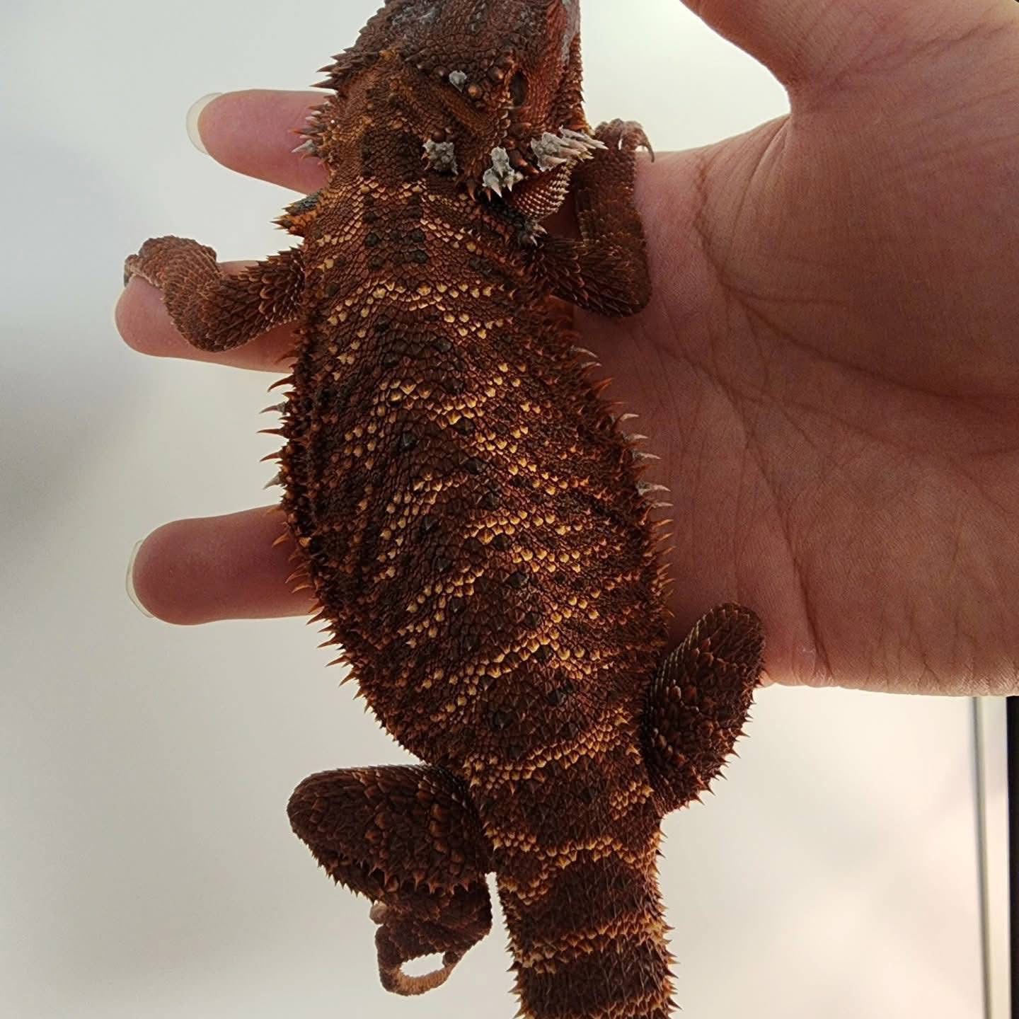Sam - Deep Red Bearded Dragon Exotic available for adoption