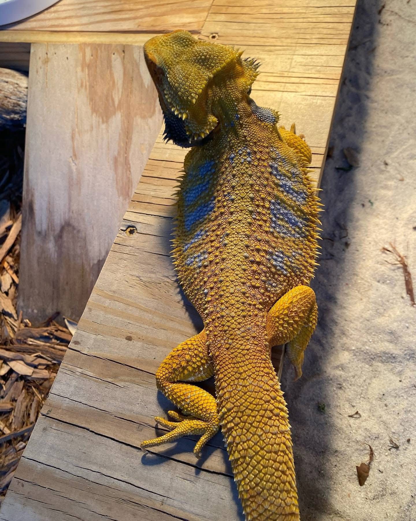 Niki - Citrus Dunner Bearded Dragon Exotic available for adoption