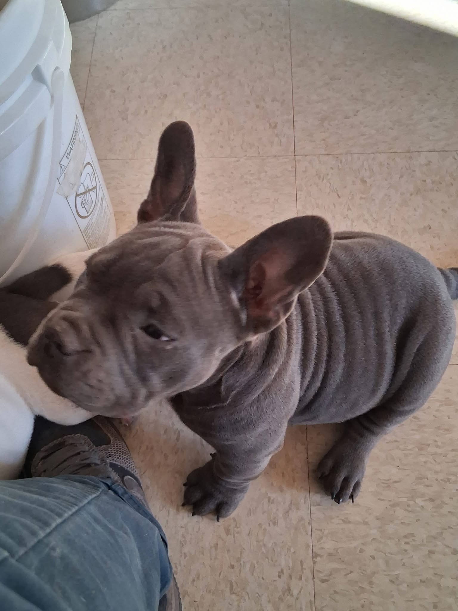 Pearl - primary photo