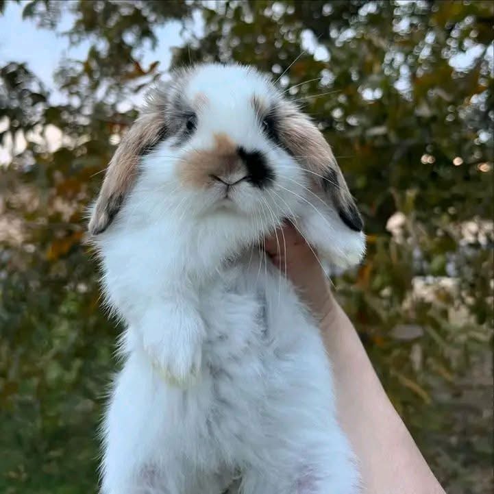 Leo - Holland lop available for adoption