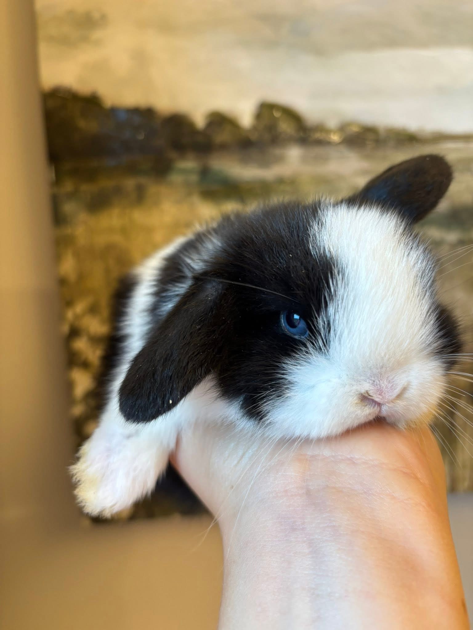 Lola - Hollands lop available for adoption