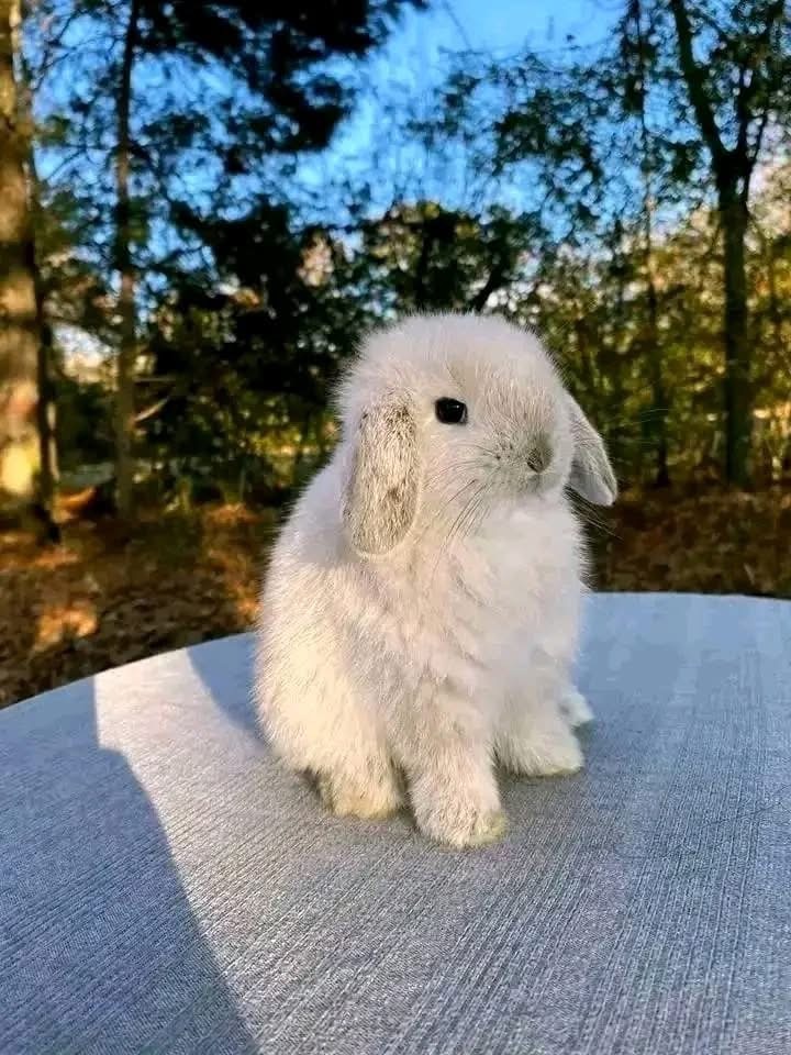 Luna - Holland lop Rabbit available for adoption