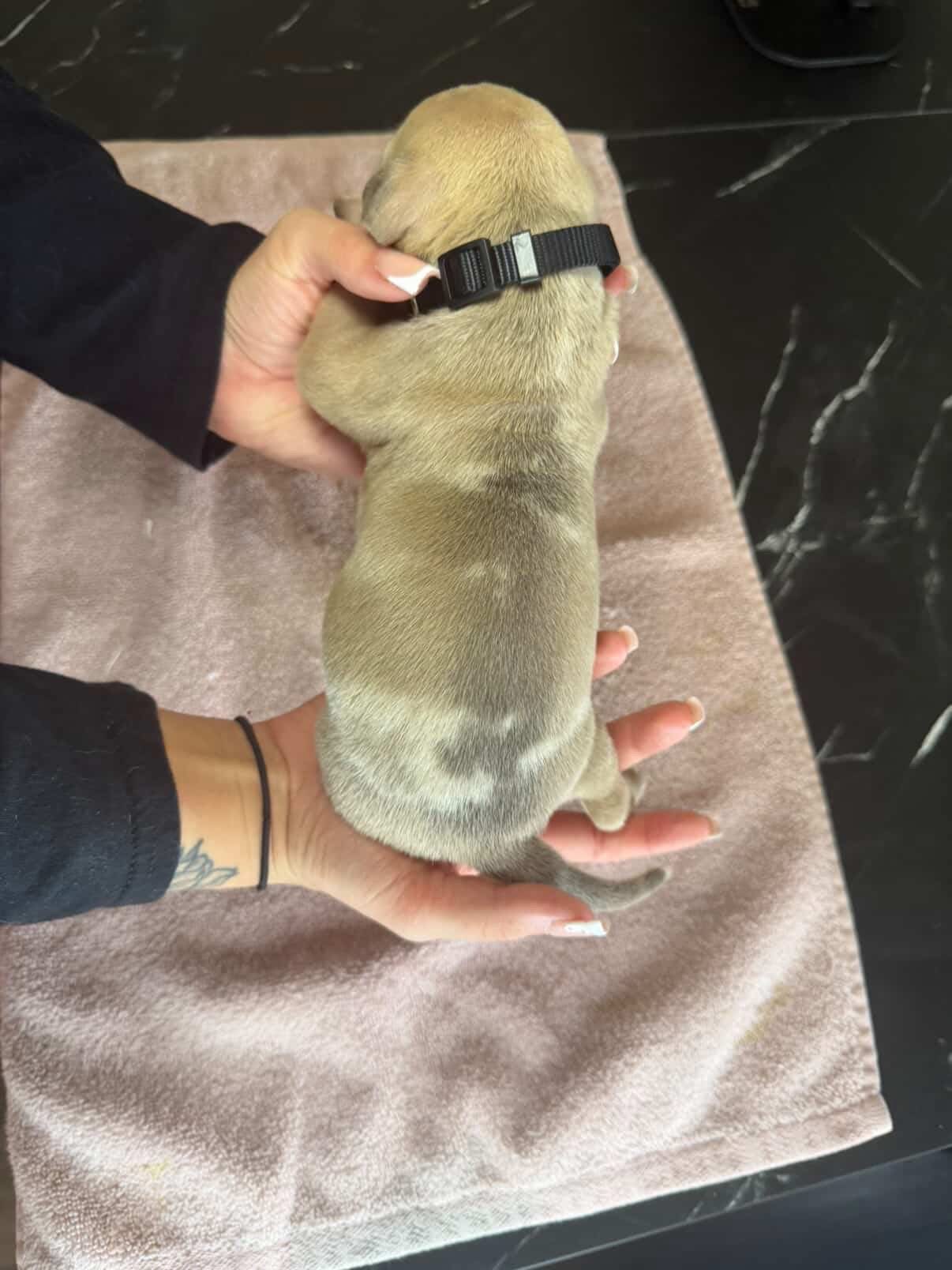 Leo - American bully Dog available for adoption