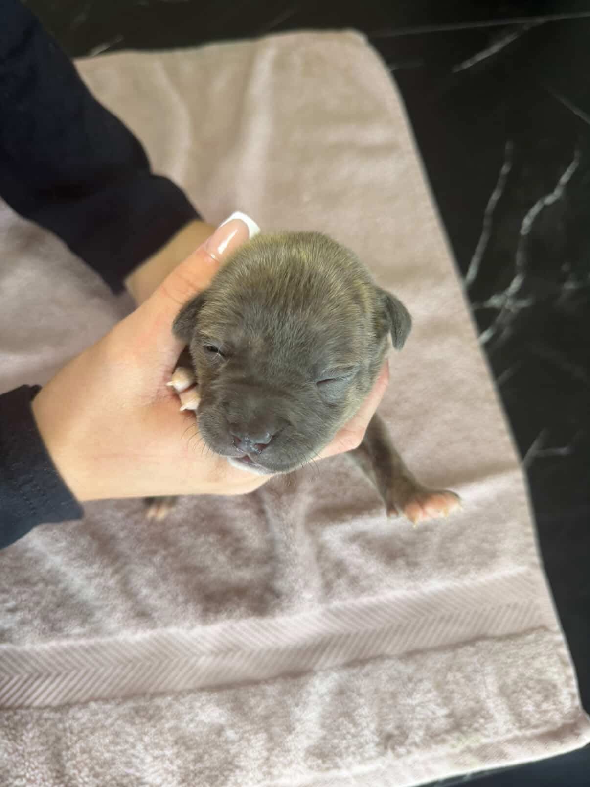 Niki - American bully Dog available for adoption