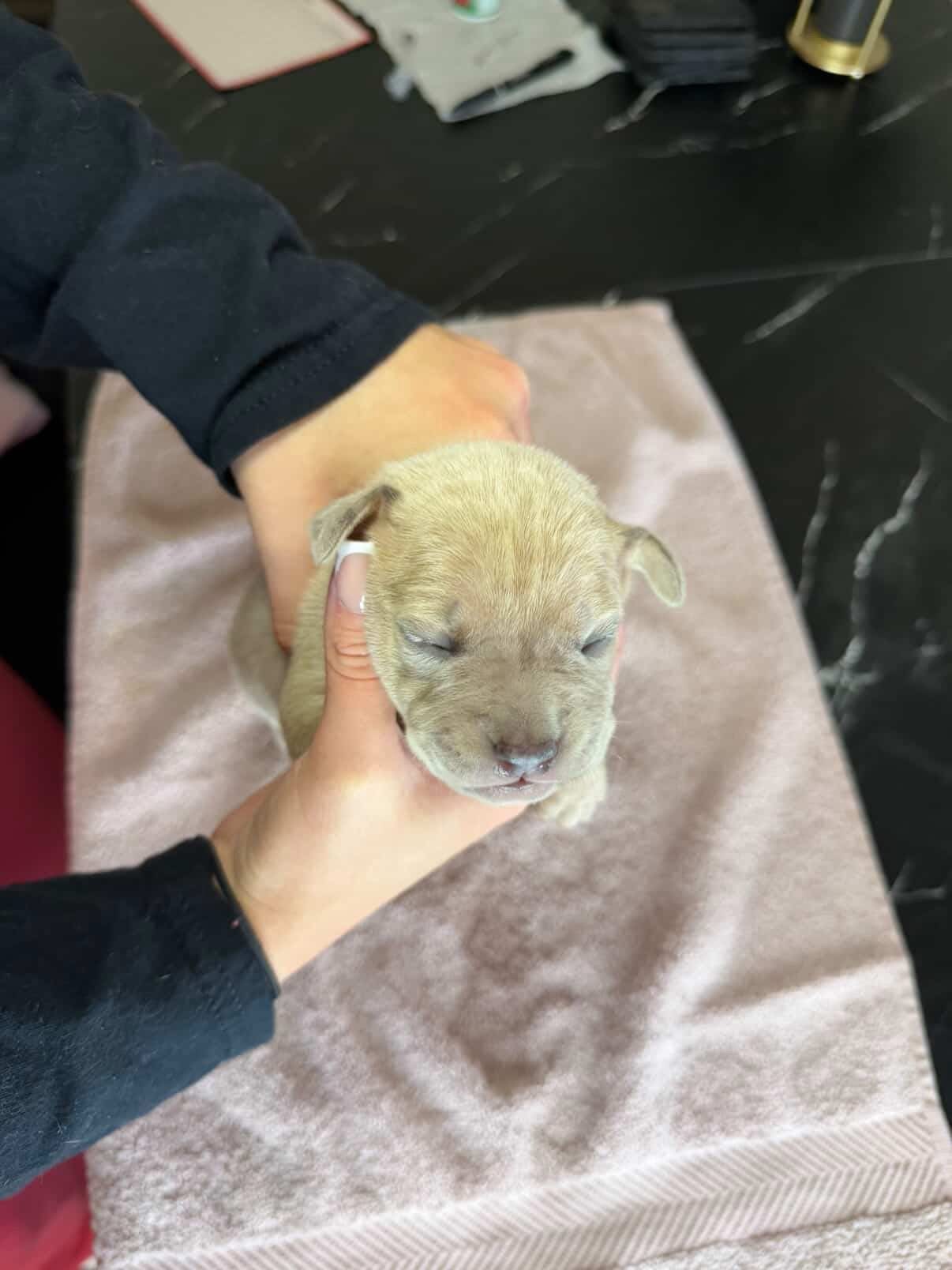 Pearl - American bully Dog available for adoption