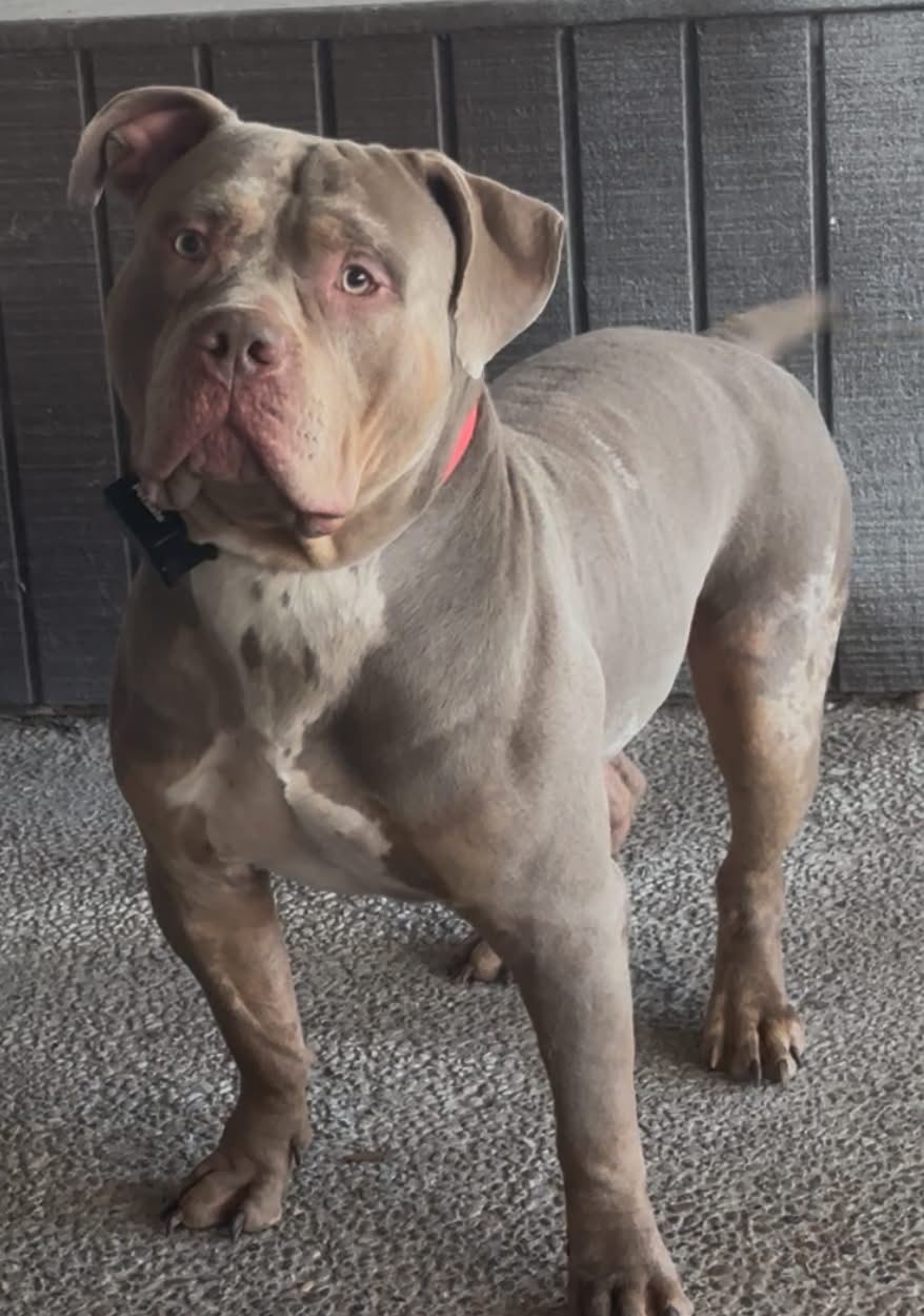Mario - XL American bully Dog available for adoption