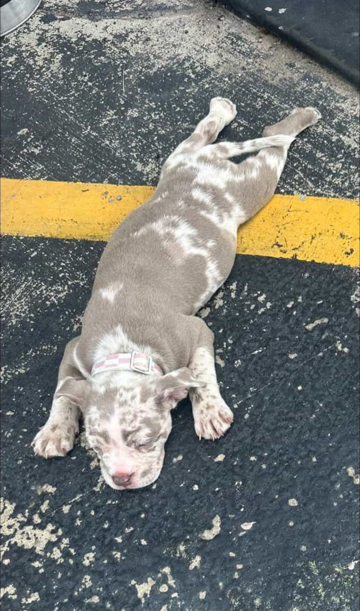 Rex - American bully Dog available for adoption