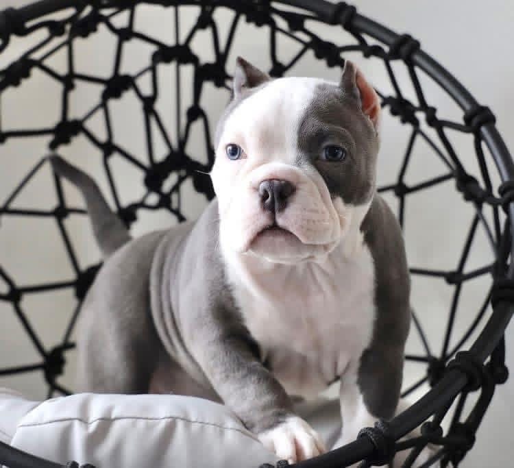 Mimi - Micro American bully Dog available for adoption