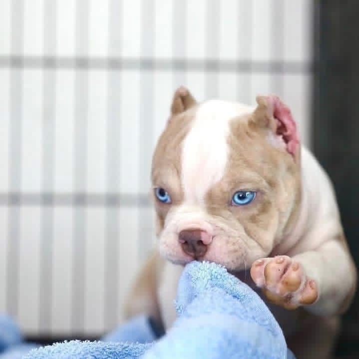 Max - Micro American bully Dog available for adoption