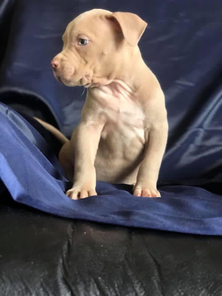 Vicky - American bully Dog available for adoption