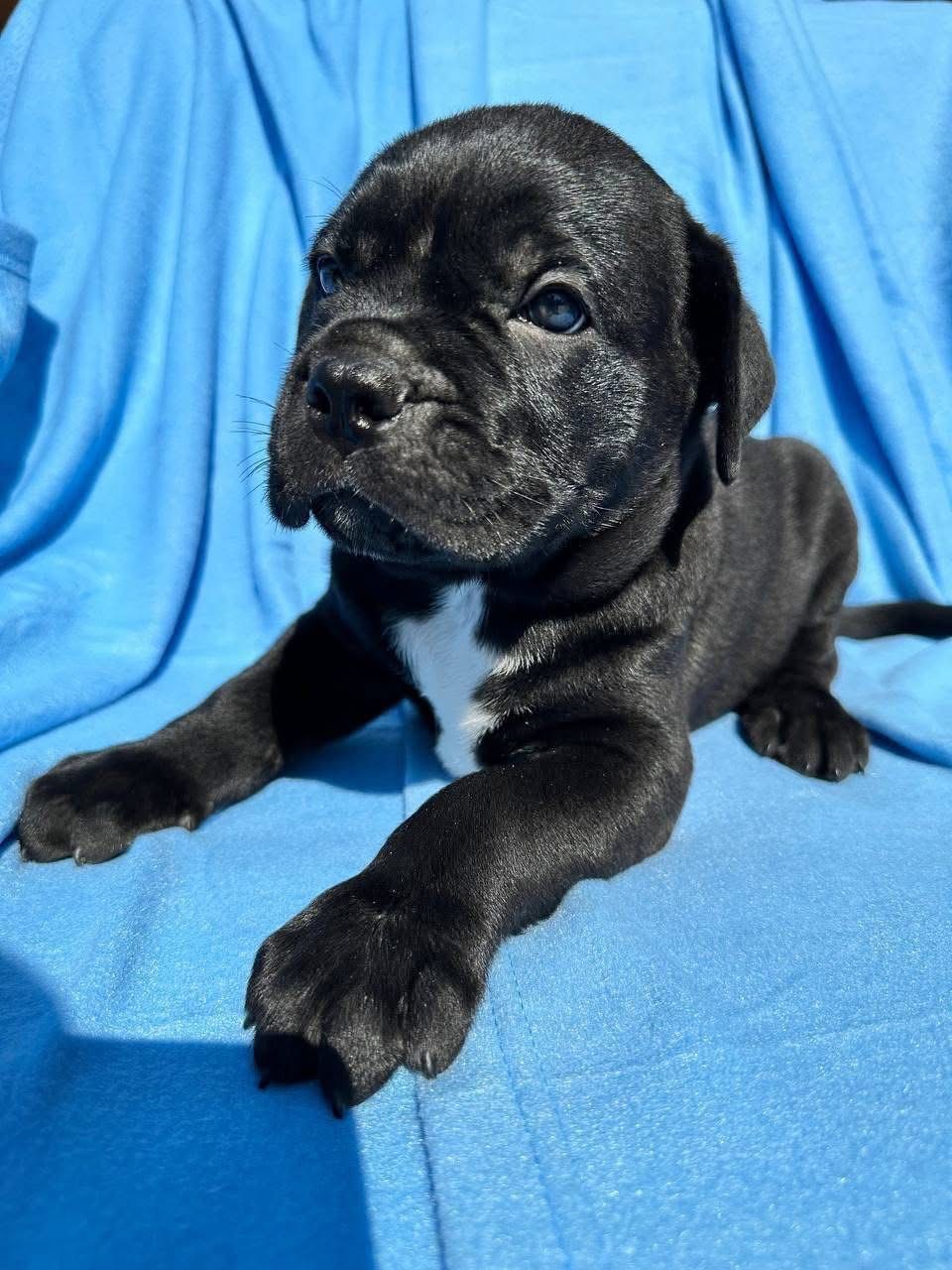 Leo - Cane Corso available for adoption