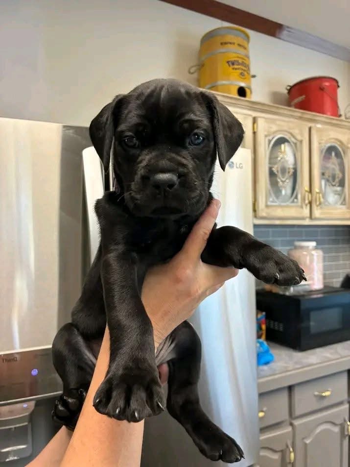 Kiki - Cane Corso available for adoption