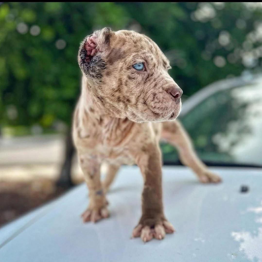 Mimi - Cane Corso available for adoption