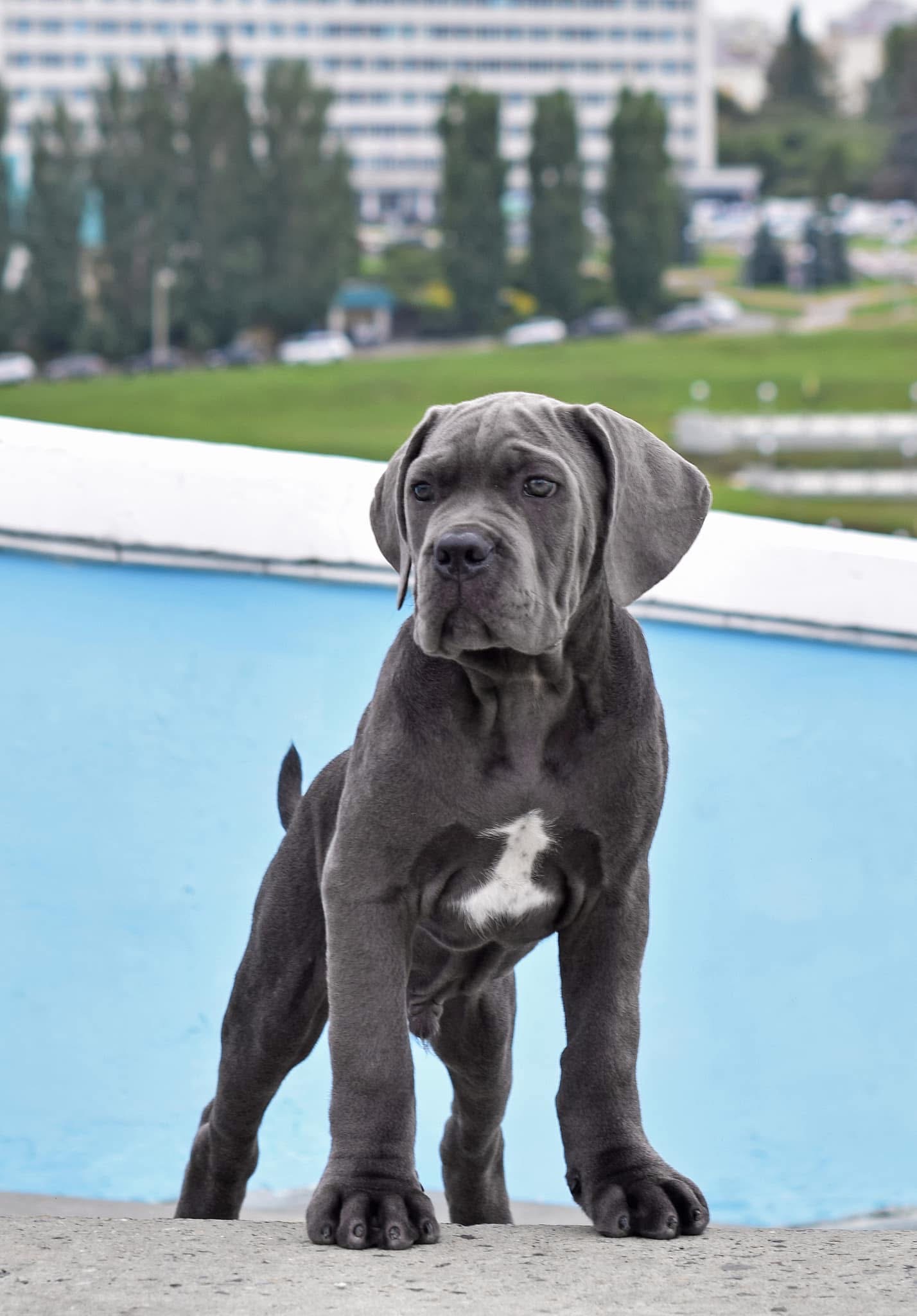 Mario - Cane Corso available for adoption