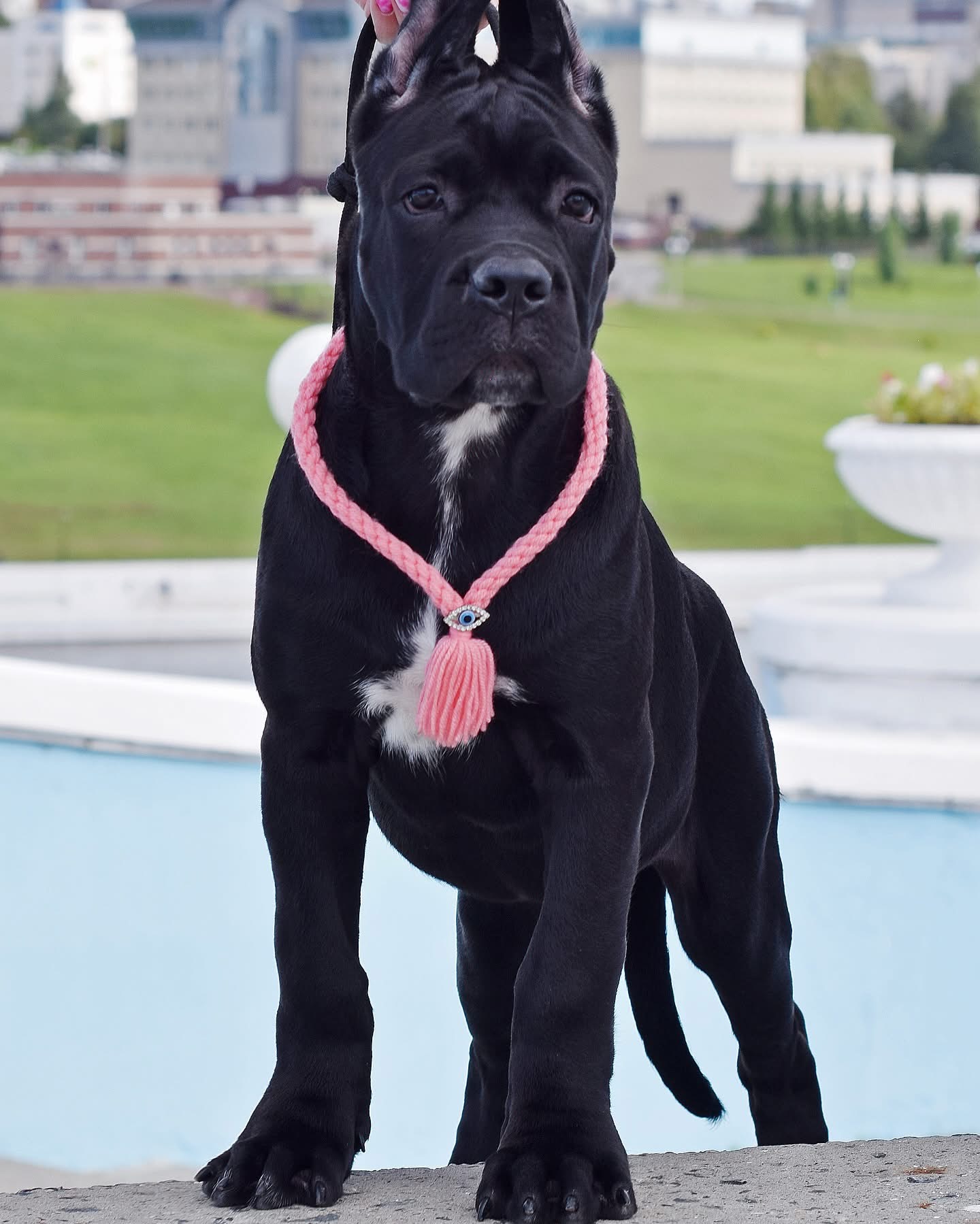 Jacky - Cane Carso available for adoption